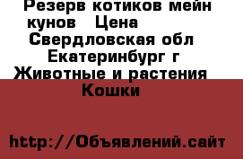 Резерв котиков мейн кунов › Цена ­ 10 000 - Свердловская обл., Екатеринбург г. Животные и растения » Кошки   